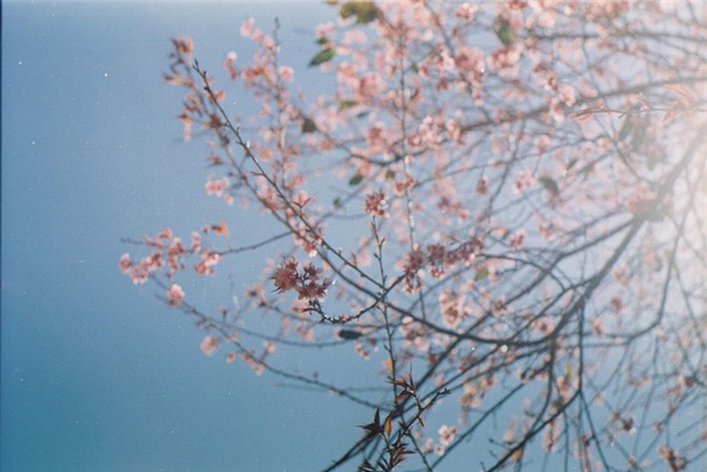 Lên Đà Lạt mùa này tuyệt như đi Nhật, có mai anh đào nở rộ rực hồng, trời lại rất xanh trong - Ảnh 6.
