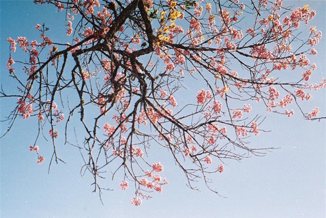 Lên Đà Lạt mùa này tuyệt như đi Nhật, có mai anh đào nở rộ rực hồng, trời lại rất xanh trong - Ảnh 7.