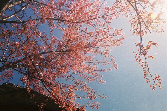 Lên Đà Lạt mùa này tuyệt như đi Nhật, có mai anh đào nở rộ rực hồng, trời lại rất xanh trong - Ảnh 8.