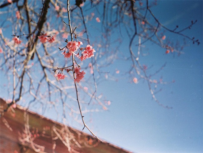 Lên Đà Lạt mùa này tuyệt như đi Nhật, có mai anh đào nở rộ rực hồng, trời lại rất xanh trong - Ảnh 9.
