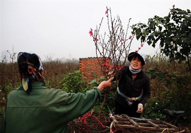 Đào nở sai thời điểm, rớt giá chỉ còn 50.000 đồng/cành, nông dân Nhật Tân như ngồi trên đống lửa - Ảnh 1.