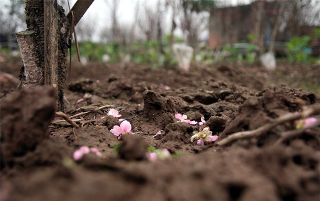 Đào nở sai thời điểm, rớt giá chỉ còn 50.000 đồng/cành, nông dân Nhật Tân như ngồi trên đống lửa - Ảnh 4.