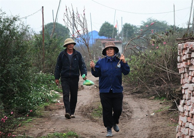 Đào nở sai thời điểm, rớt giá chỉ còn 50.000 đồng/cành, nông dân Nhật Tân như ngồi trên đống lửa - Ảnh 6.