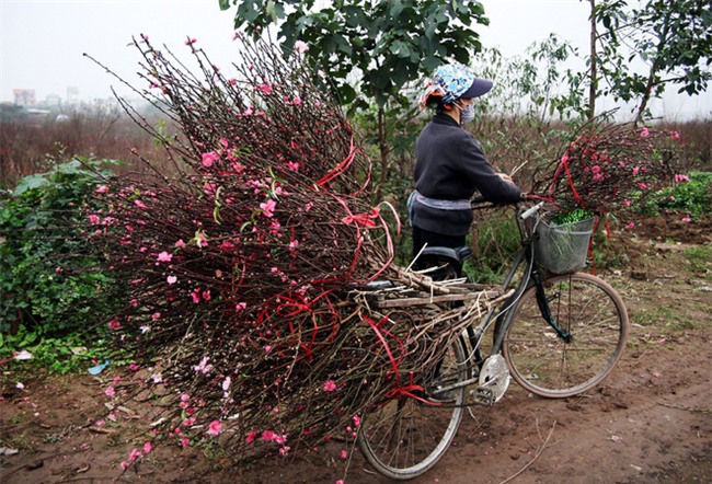 Đào nở sai thời điểm, rớt giá chỉ còn 50.000 đồng/cành, nông dân Nhật Tân như ngồi trên đống lửa - Ảnh 9.