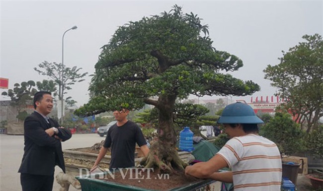 cây cảnh,cây cảnh tiền tỷ,chơi cây,tùng cổ