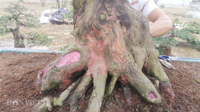 cây cảnh,cây cảnh tiền tỷ,chơi cây,tùng cổ