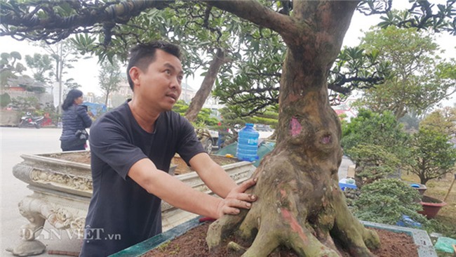 cây cảnh,cây cảnh tiền tỷ,chơi cây,tùng cổ