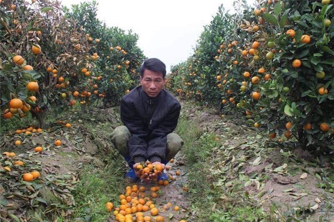 Hình ảnh người nông dân khóc nghẹn bên 450 gốc quất bị phá hoại dịp cận Tết khiến cộng đồng mạng xót xa - Ảnh 3.