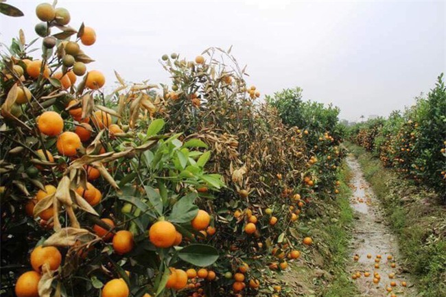 Hình ảnh người nông dân khóc nghẹn bên 450 gốc quất bị phá hoại dịp cận Tết khiến cộng đồng mạng xót xa - Ảnh 4.