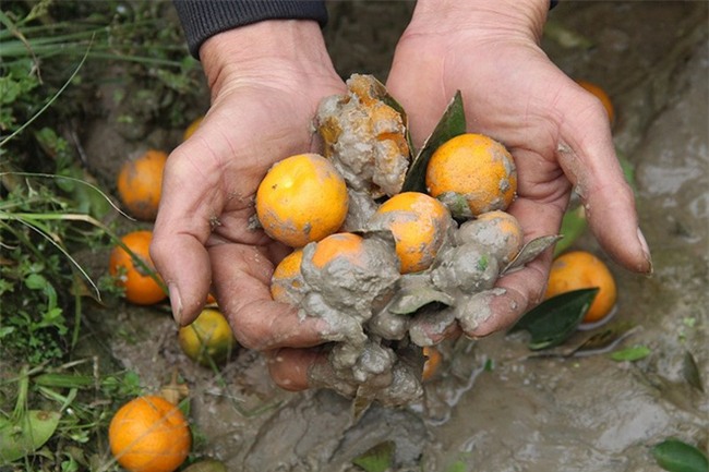 Hình ảnh người nông dân khóc nghẹn bên 450 gốc quất bị phá hoại dịp cận Tết khiến cộng đồng mạng xót xa - Ảnh 4.