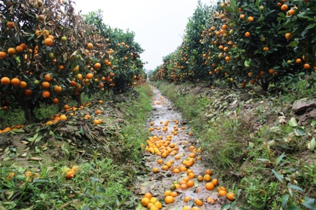 Tết Âm lịch 2018,quất cảnh,thuốc diệt cỏ