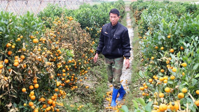 Tết Âm lịch 2018,quất cảnh,thuốc diệt cỏ