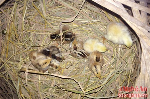 Độc kê 10 cựa và những quái gà siêu lạ gây xôn xao nhất 2017