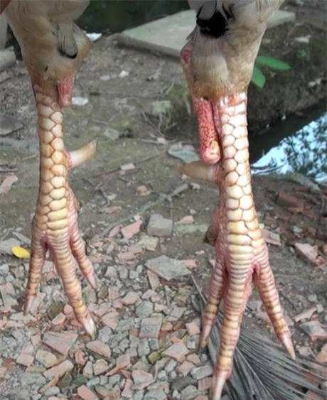 Độc kê 10 cựa và những quái gà siêu lạ gây xôn xao nhất 2017