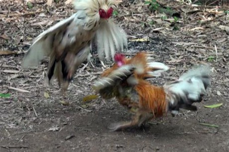 Độc kê 10 cựa và những quái gà siêu lạ gây xôn xao nhất 2017