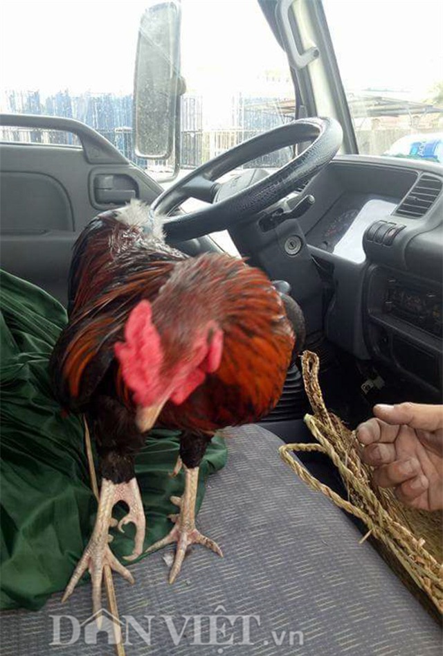 Độc kê 10 cựa và những quái gà siêu lạ gây xôn xao nhất 2017