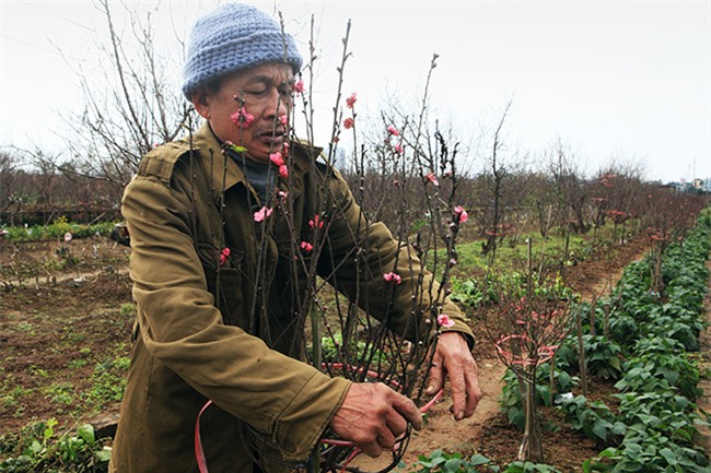 Hà Nội rét đậm, đào Nhật Tân sẽ đắt gấp 3 lần mọi năm?
