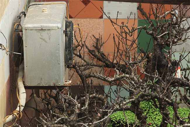 Hà Nội rét đậm, đào Nhật Tân sẽ đắt gấp 3 lần mọi năm?