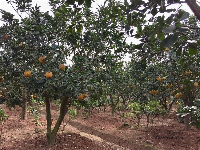 cach phan biet buoi dien xin va buoi dien tran lan chi ban gia 20 nghin dong - 1