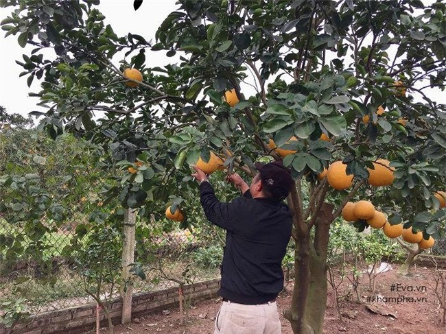 cach phan biet buoi dien xin va buoi dien tran lan chi ban gia 20 nghin dong - 2