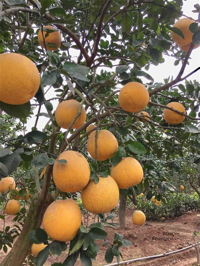 cach phan biet buoi dien xin va buoi dien tran lan chi ban gia 20 nghin dong - 3