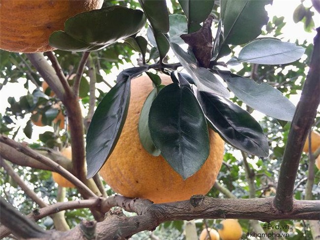 cach phan biet buoi dien xin va buoi dien tran lan chi ban gia 20 nghin dong - 4