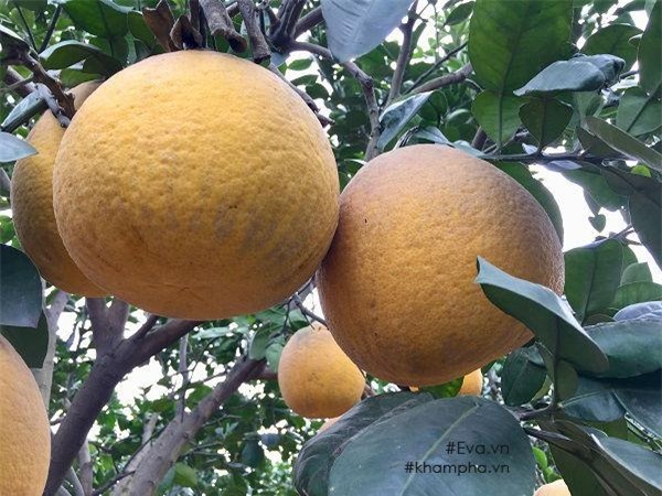 cach phan biet buoi dien xin va buoi dien tran lan chi ban gia 20 nghin dong - 5