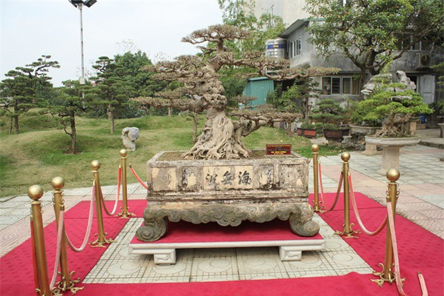 cây sanh,cây cổ thụ,cây cảnh tiền tỷ,cây cảnh,chơi cây,siêu cây