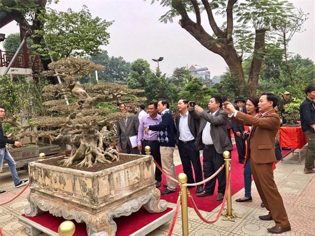 cây sanh,cây cổ thụ,cây cảnh tiền tỷ,cây cảnh,chơi cây,siêu cây