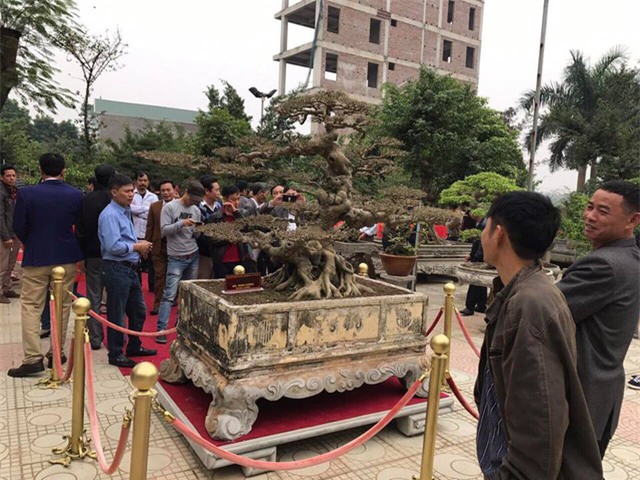 cây sanh,cây cổ thụ,cây cảnh tiền tỷ,cây cảnh,chơi cây,siêu cây