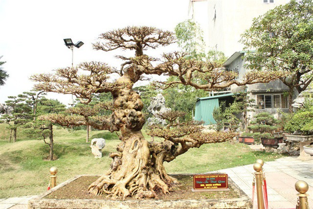 cây sanh,cây cổ thụ,cây cảnh tiền tỷ,cây cảnh,chơi cây,siêu cây