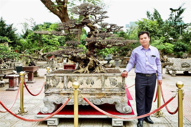 cây sanh,cây cổ thụ,cây cảnh tiền tỷ,cây cảnh,chơi cây,siêu cây