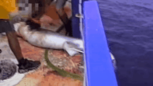 Nghịch lý trong một số món ăn đắt giá và xa xỉ nhất hành tinh - Ảnh 9.