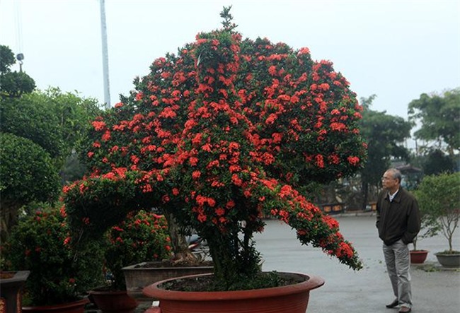 chiem nguong 2 cap kieng “khung” hinh linh vat vua ve den ha noi - 10