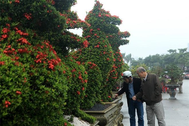 chiem nguong 2 cap kieng “khung” hinh linh vat vua ve den ha noi - 8