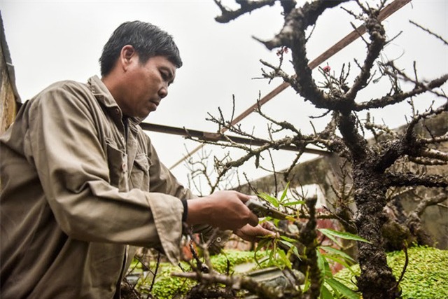 đào độc lạ,đào chơi tết,cây cảnh,cây cảnh tiền tỷ,chơi cây,đào thất thốn