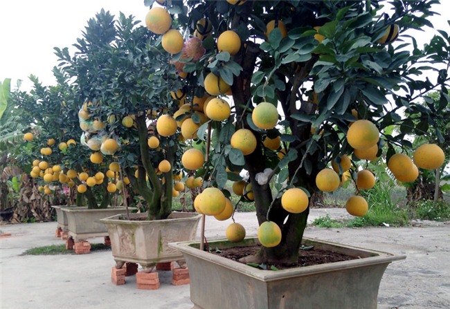 bưởi cảnh,vườn bưởi,cây bưởi,bưởi cảnh chơi Tết,Tết Nguyên đán 2018,bưởi Tết