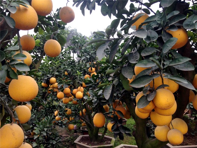 bưởi cảnh,vườn bưởi,cây bưởi,bưởi cảnh chơi Tết,Tết Nguyên đán 2018,bưởi Tết