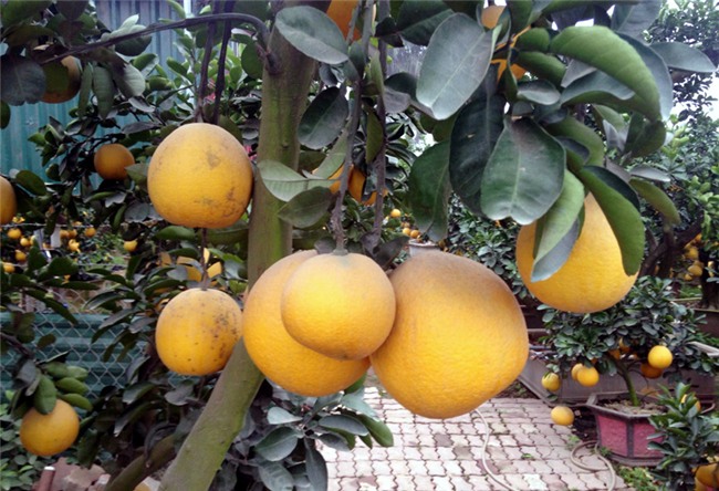 bưởi cảnh,vườn bưởi,cây bưởi,bưởi cảnh chơi Tết,Tết Nguyên đán 2018,bưởi Tết