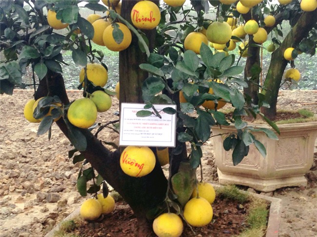bưởi cảnh,vườn bưởi,cây bưởi,bưởi cảnh chơi Tết,Tết Nguyên đán 2018,bưởi Tết