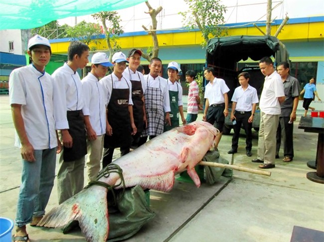 can canh nhung