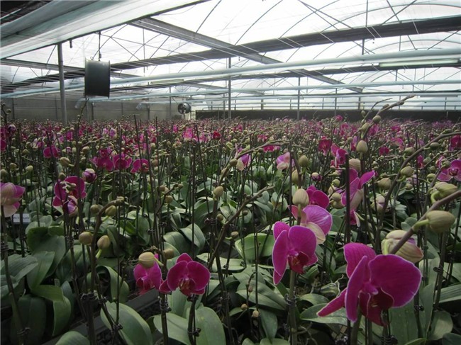 kiếm tiền tiêu tết,làm thêm tết,thị trường hoa tết,hoa lan,lan hồ điệp