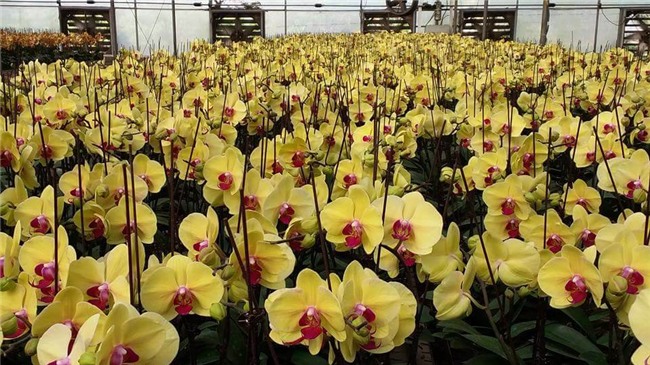 kiếm tiền tiêu tết,làm thêm tết,thị trường hoa tết,hoa lan,lan hồ điệp
