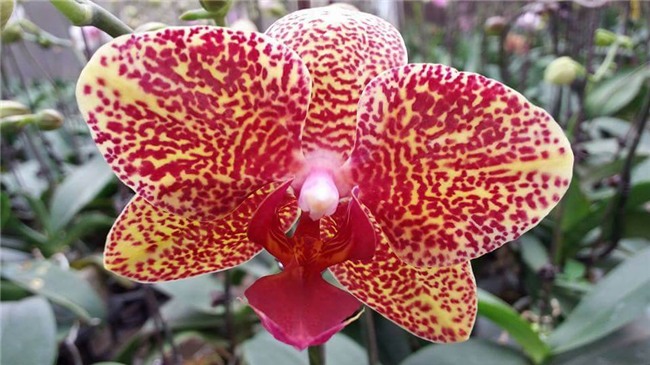 kiếm tiền tiêu tết,làm thêm tết,thị trường hoa tết,hoa lan,lan hồ điệp