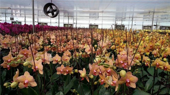 kiếm tiền tiêu tết,làm thêm tết,thị trường hoa tết,hoa lan,lan hồ điệp