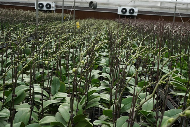 kiếm tiền tiêu tết,làm thêm tết,thị trường hoa tết,hoa lan,lan hồ điệp