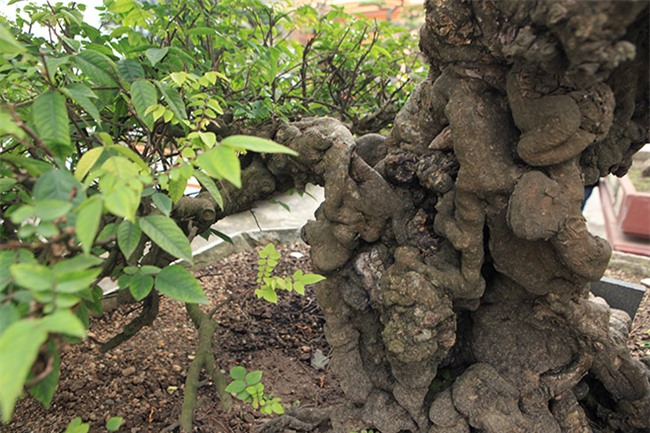 cap khe “vo chong” hon 400 nam tuoi duoc cho la cua vua gia long hinh anh 10