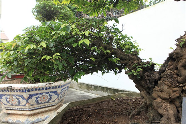 cap khe “vo chong” hon 400 nam tuoi duoc cho la cua vua gia long hinh anh 8