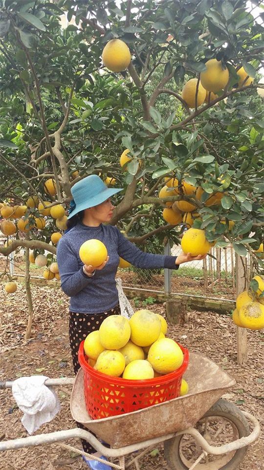 Cận Tết, chị em lại mang đủ thứ đặc sản quê lên chợ online bán buôn nhộn nhịp - Ảnh 4.