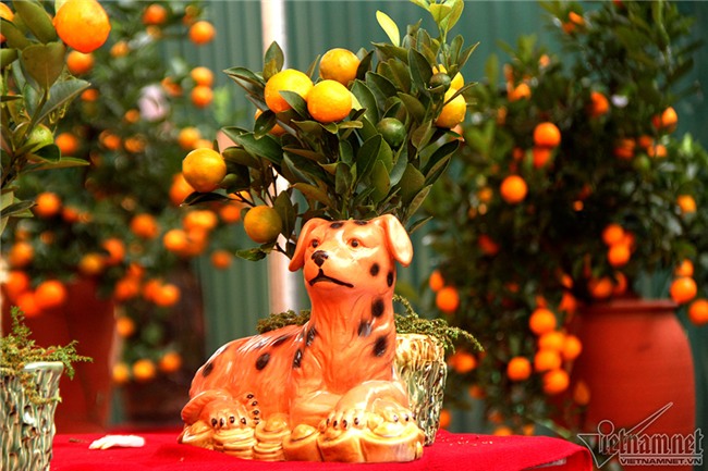 quất cảnh,quất bon sai,quất Tứ Liên,làng quất Tứ Liên